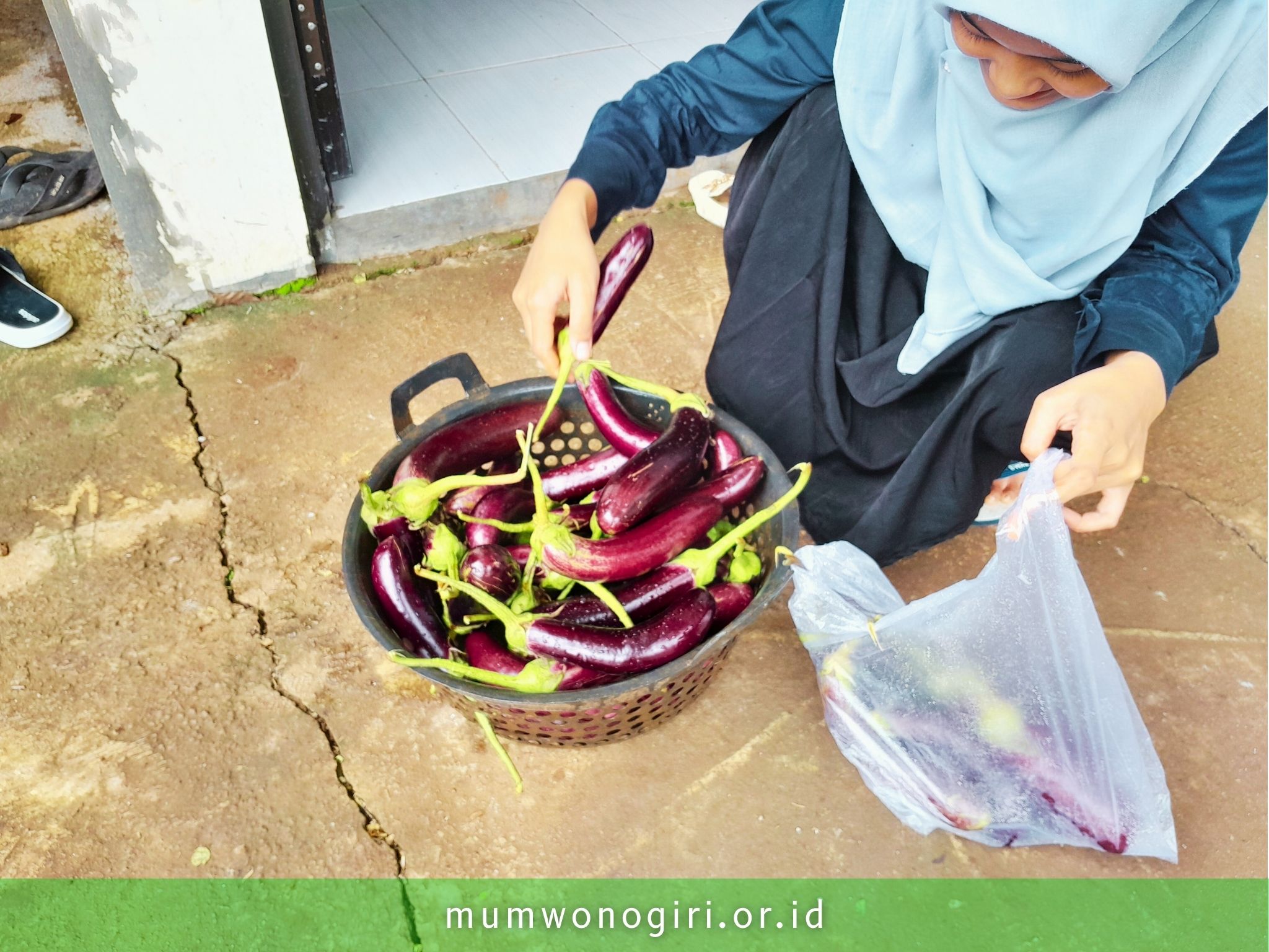 Wakaf Produktif: Yayasan MUM Wonogiri Panen Terong untuk Jum'at Berkah
